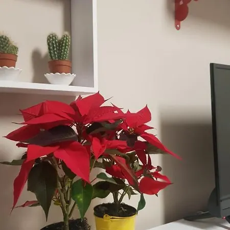 La Terrazza Di Leda * Catânia